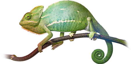 homedant-feature-wardrobe-10-trandy-color-chameleon